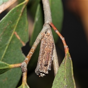 Unidentified Case moth (Psychidae) at Scullin, ACT by AlisonMilton