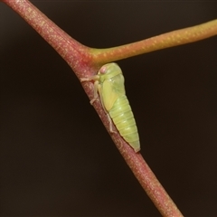 Unidentified Leafhopper or planthopper (Hemiptera, several families) at Scullin, ACT - 28 Jan 2025 by AlisonMilton