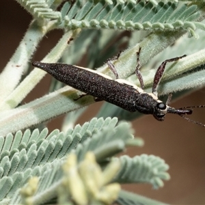 Rhinotia phoenicoptera (Belid weevil) at Lawson, ACT by AlisonMilton