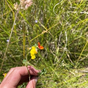 Lotus corniculatus at Cotter River, ACT by nathkay