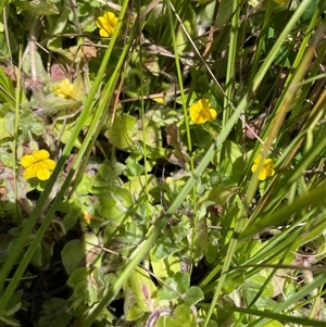 Erythranthe moschata at Cotter River, ACT by nathkay