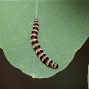 Unidentified Moth (Lepidoptera) at Scullin, ACT by AlisonMilton