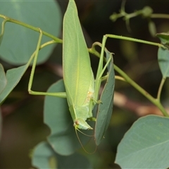 Caedicia simplex (Common Garden Katydid) at Scullin, ACT - 28 Jan 2025 by AlisonMilton