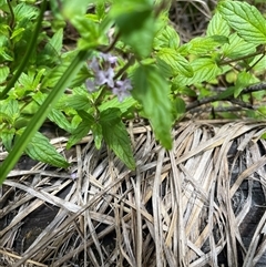 Mentha laxiflora (Forest Mint) at Cotter River, ACT - 30 Jan 2025 by nathkay