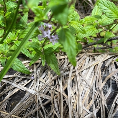 Mentha laxiflora at Cotter River, ACT - 30 Jan 2025 by nathkay