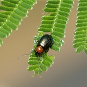 Adoxia benallae (Leaf beetle) at Melba, ACT by AlisonMilton