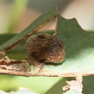 Cadmus sp. (genus) (Unidentified Cadmus leaf beetle) at Scullin, ACT by AlisonMilton