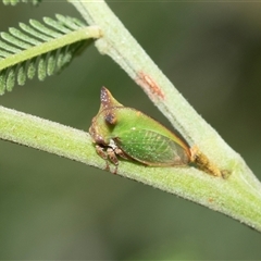 Sextius virescens (Acacia horned treehopper) at Melba, ACT - 28 Jan 2025 by AlisonMilton