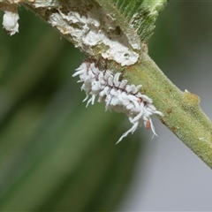 Cryptolaemus montrouzieri (Mealybug ladybird) at Melba, ACT - 28 Jan 2025 by AlisonMilton