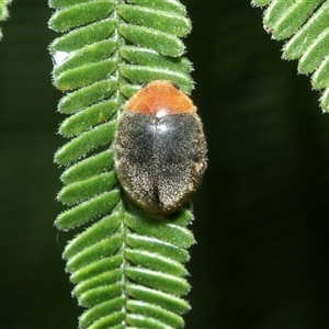 Cryptolaemus montrouzieri (Mealybug ladybird) at Melba, ACT by AlisonMilton