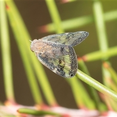 Scolypopa australis (Passionvine hopper, Fluffy bum) at Melba, ACT - 28 Jan 2025 by AlisonMilton