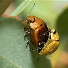 Paropsisterna cloelia (Eucalyptus variegated beetle) at Melba, ACT - 28 Jan 2025 by AlisonMilton