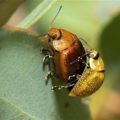 Paropsisterna cloelia (Eucalyptus variegated beetle) at Melba, ACT - 28 Jan 2025 by AlisonMilton