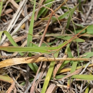 Acrida conica (Giant green slantface) at Melba, ACT by AlisonMilton