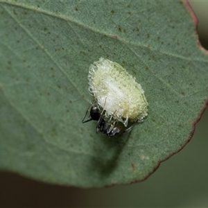 Glycaspis sp. (genus) at Flynn, ACT by AlisonMilton