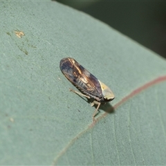 Brunotartessus fulvus (Yellow-headed Leafhopper) at Flynn, ACT - 28 Jan 2025 by AlisonMilton