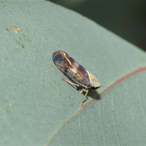 Brunotartessus fulvus (Yellow-headed Leafhopper) at Flynn, ACT by AlisonMilton