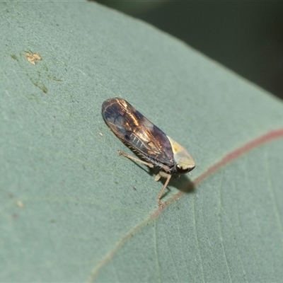 Brunotartessus fulvus (Yellow-headed Leafhopper) at Flynn, ACT - 29 Jan 2025 by AlisonMilton