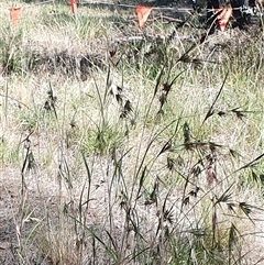 Themeda triandra (Kangaroo Grass) at Lyneham, ACT - 15 Dec 2024 by MPhillips