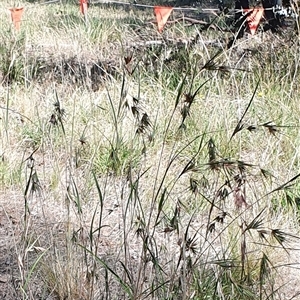 Themeda triandra at Lyneham, ACT by MPhillips