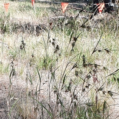 Themeda triandra (Kangaroo Grass) at Lyneham, ACT - 15 Dec 2024 by MPhillips