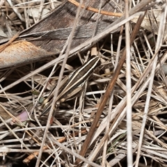 Macrotona australis (Common Macrotona Grasshopper) at Flynn, ACT - 29 Jan 2025 by AlisonMilton