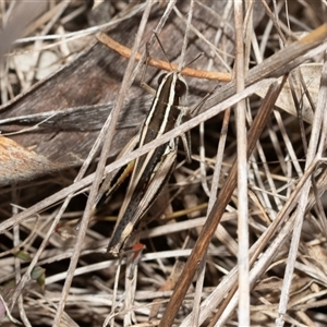 Macrotona australis at Flynn, ACT - 29 Jan 2025 10:17 AM