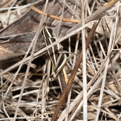 Macrotona australis at Flynn, ACT - 29 Jan 2025 10:17 AM