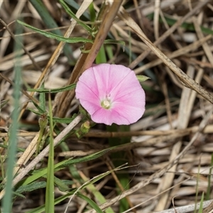 Convolvulus angustissimus subsp. angustissimus at Flynn, ACT - 29 Jan 2025 10:21 AM