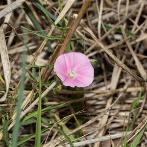 Convolvulus angustissimus subsp. angustissimus at Flynn, ACT - 29 Jan 2025 10:21 AM