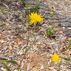 Podolepis jaceoides (Showy Copper-wire Daisy) at O'Connor, ACT - 21 Nov 2024 by MPhillips