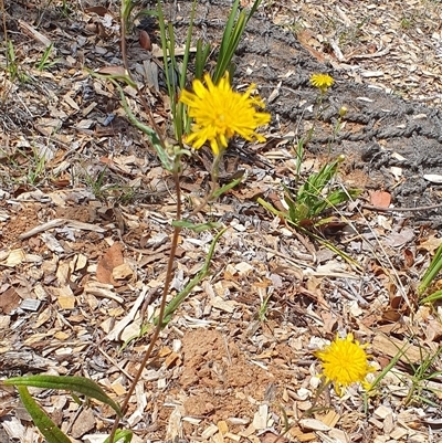 Podolepis jaceoides (Showy Copper-wire Daisy) at O'Connor, ACT - 21 Nov 2024 by MPhillips