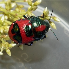 Choerocoris paganus (Ground shield bug) at Flynn, ACT - 28 Jan 2025 by AlisonMilton