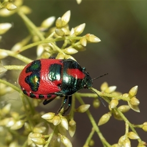 Choerocoris paganus at Flynn, ACT - 29 Jan 2025 10:19 AM