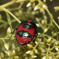 Choerocoris paganus at Flynn, ACT - 29 Jan 2025 10:19 AM