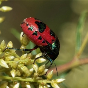 Choerocoris paganus at Flynn, ACT - 29 Jan 2025 10:19 AM