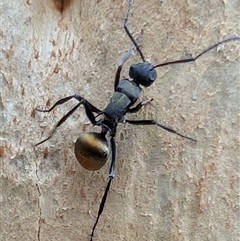 Polyrhachis sp. (genus) (A spiny ant) at Watson, ACT - 30 Jan 2025 by sbittinger