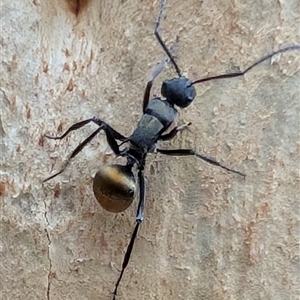 Polyrhachis sp. (genus) at Watson, ACT - 30 Jan 2025 07:41 AM