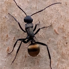 Polyrhachis sp. (genus) at Watson, ACT - 30 Jan 2025 07:41 AM