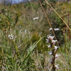 Paraprasophyllum alpestre (Mauve leek orchid) at Cotter River, ACT - 30 Jan 2025 by BethanyDunne