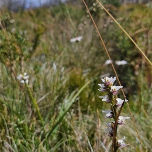 Paraprasophyllum alpestre at Cotter River, ACT by BethanyDunne