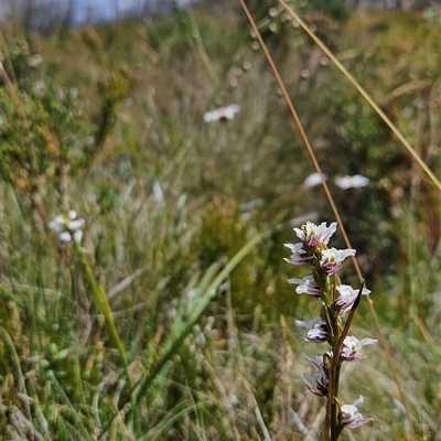 Paraprasophyllum alpestre at Cotter River, ACT - 30 Jan 2025 by BethanyDunne