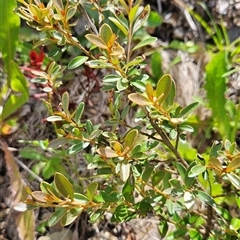 Grevillea diminuta at Cotter River, ACT - 30 Jan 2025 by BethanyDunne