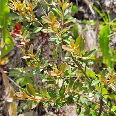 Grevillea diminuta at Cotter River, ACT - 30 Jan 2025 by BethanyDunne