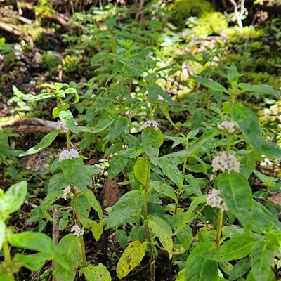 Mentha laxiflora (Forest Mint) at Cotter River, ACT - 30 Jan 2025 by BethanyDunne