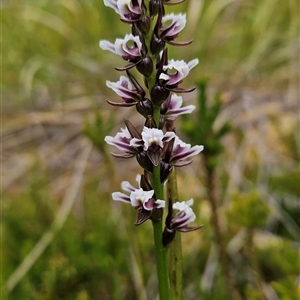 Paraprasophyllum venustum at Cotter River, ACT - suppressed