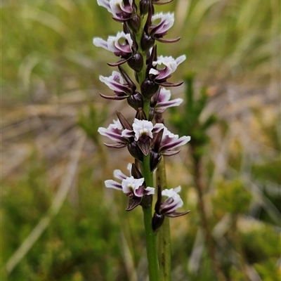 Paraprasophyllum venustum (Charming leek orchid) at Cotter River, ACT - 30 Jan 2025 by BethanyDunne