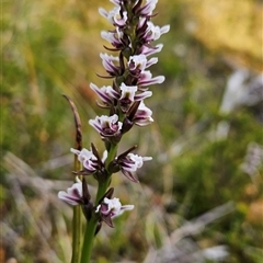 Paraprasophyllum venustum at Cotter River, ACT - suppressed