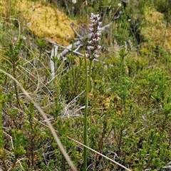 Paraprasophyllum venustum at Cotter River, ACT - suppressed