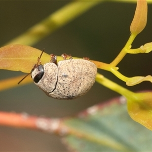 Trachymela sp. (genus) (Brown button beetle) at Fraser, ACT by AlisonMilton